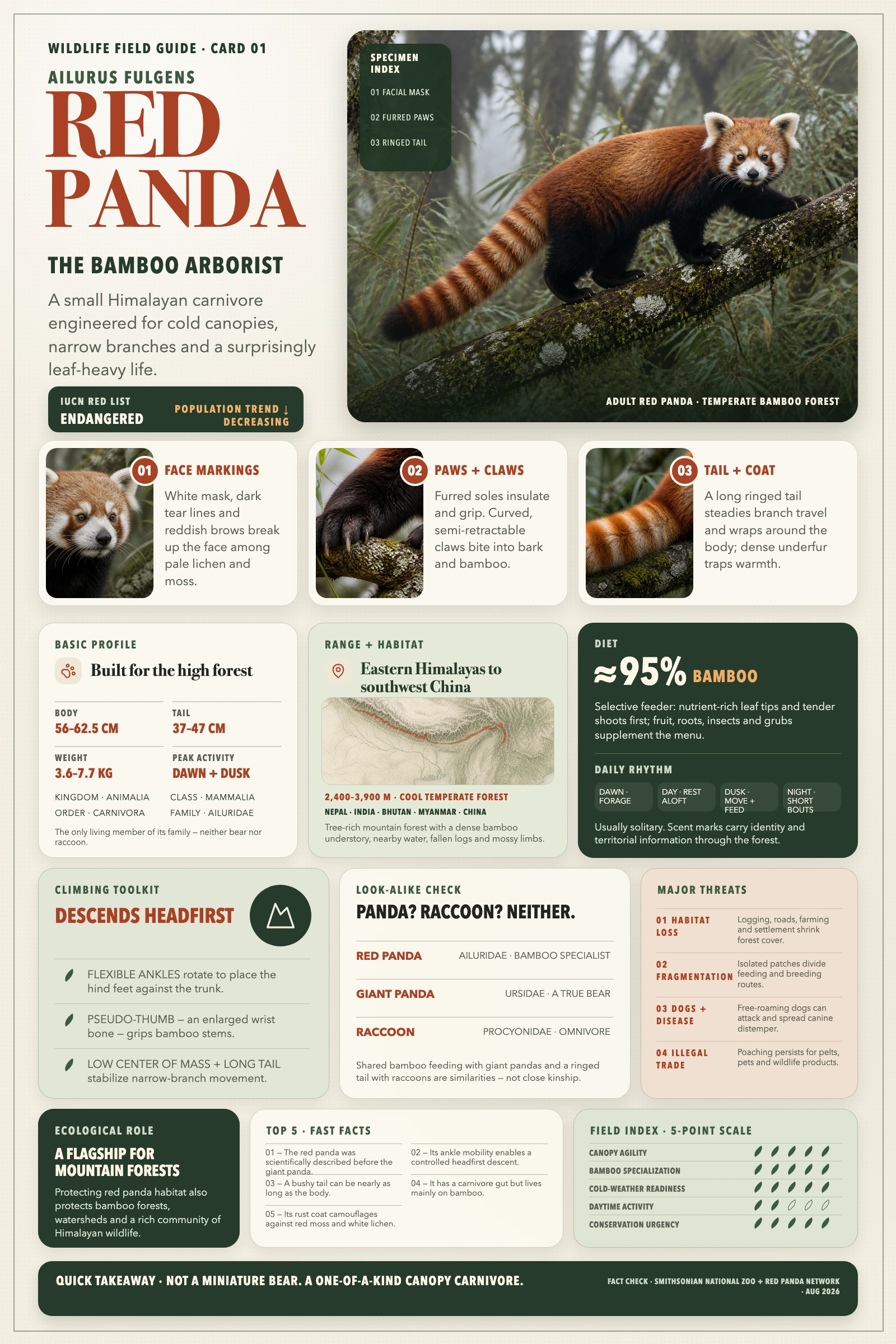 Red Panda Field Guide