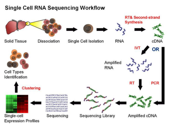 Single Cell Sequencing Analysis