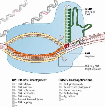 Genome engineering with CRISPR-Cas9 | Duo-niche