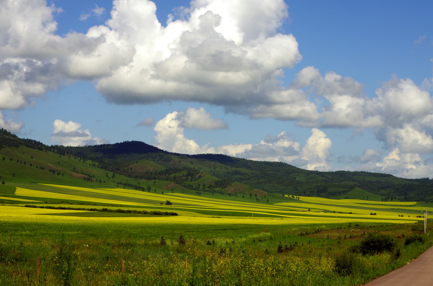 草原的一般印象——湛蓝的天、苍翠的地、洁白的云朵、金黄的油菜花
