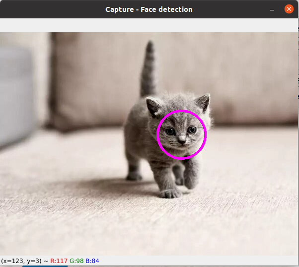 Cat face detection