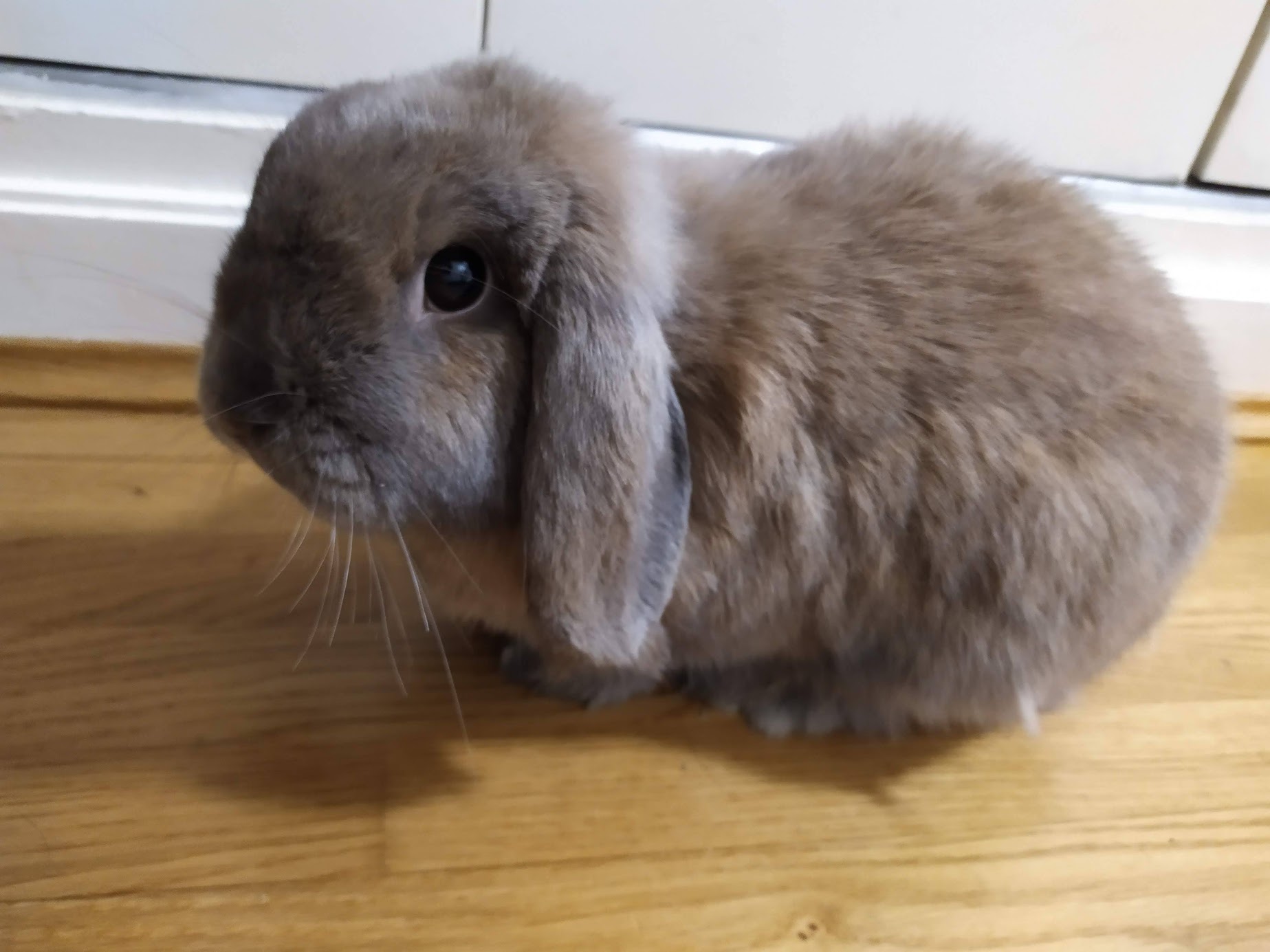 Iris the bunny