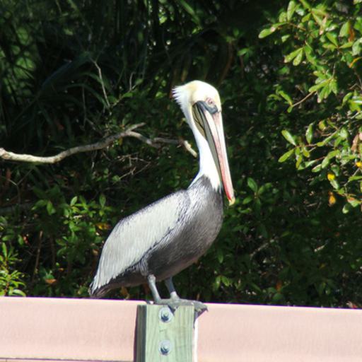 pelican