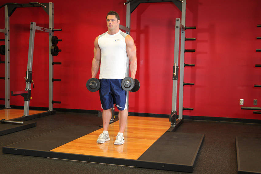 Dumbbell Bicep Curl reference position 1