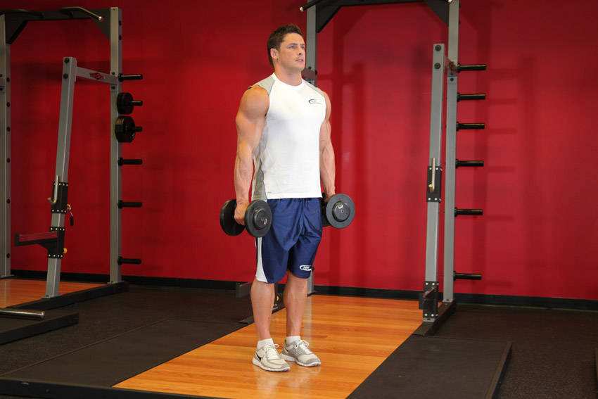 Hammer Curls reference position 1