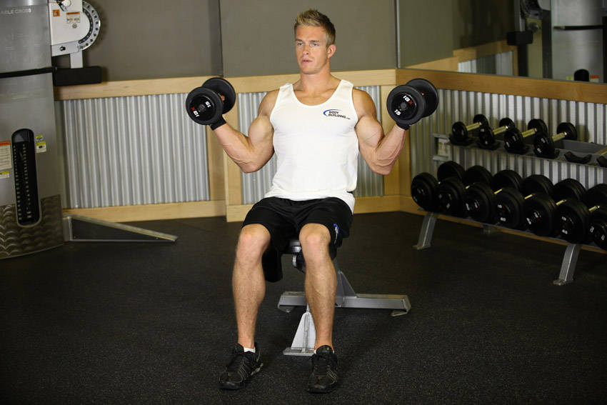 Seated Dumbbell Inner Biceps Curl reference position 2