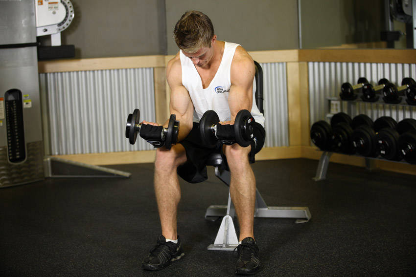 Seated Dumbbell Palms-Up Wrist Curl reference position 2
