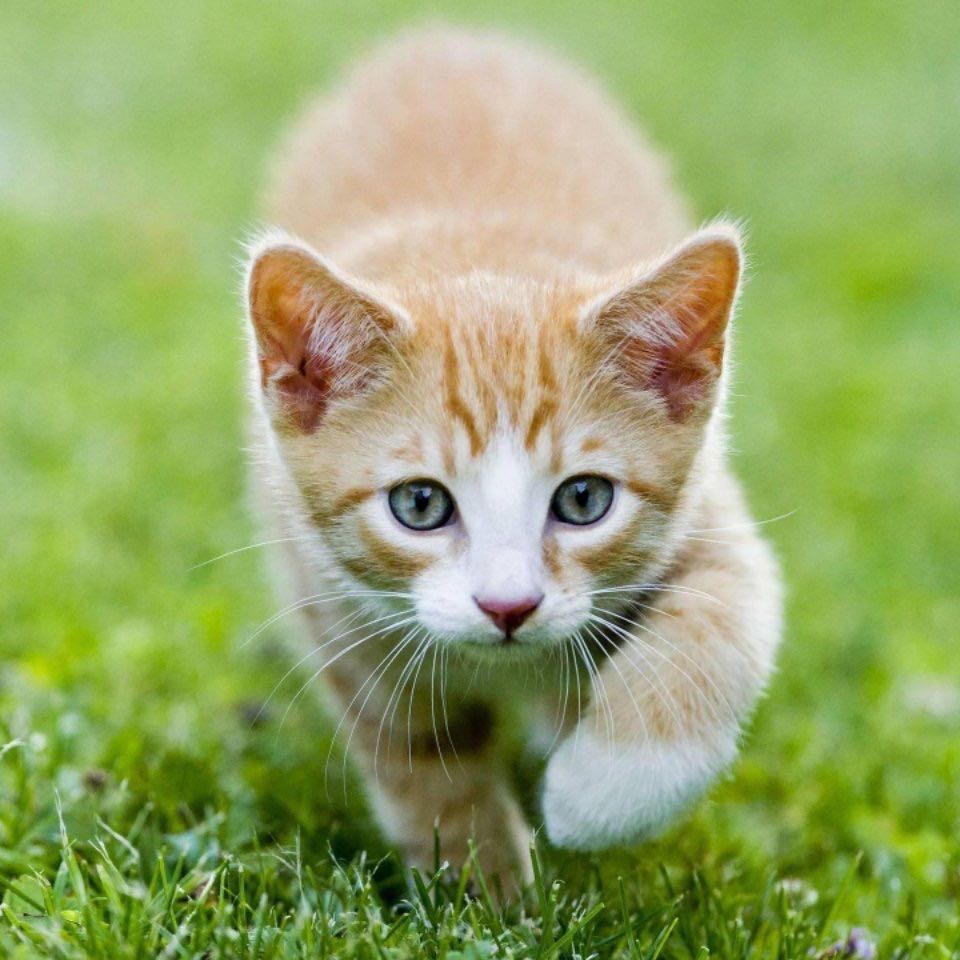 python执行提示“ImportError: No module named OpenSSL.crypto” - yuhaohao - 博客园