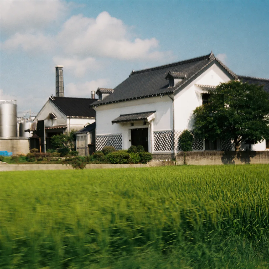 天青・いづみ橋・白笹鼓 — 神奈川の地酒3本を選ぶなら — 天青（熊澤酒造 / 茅ヶ崎市）