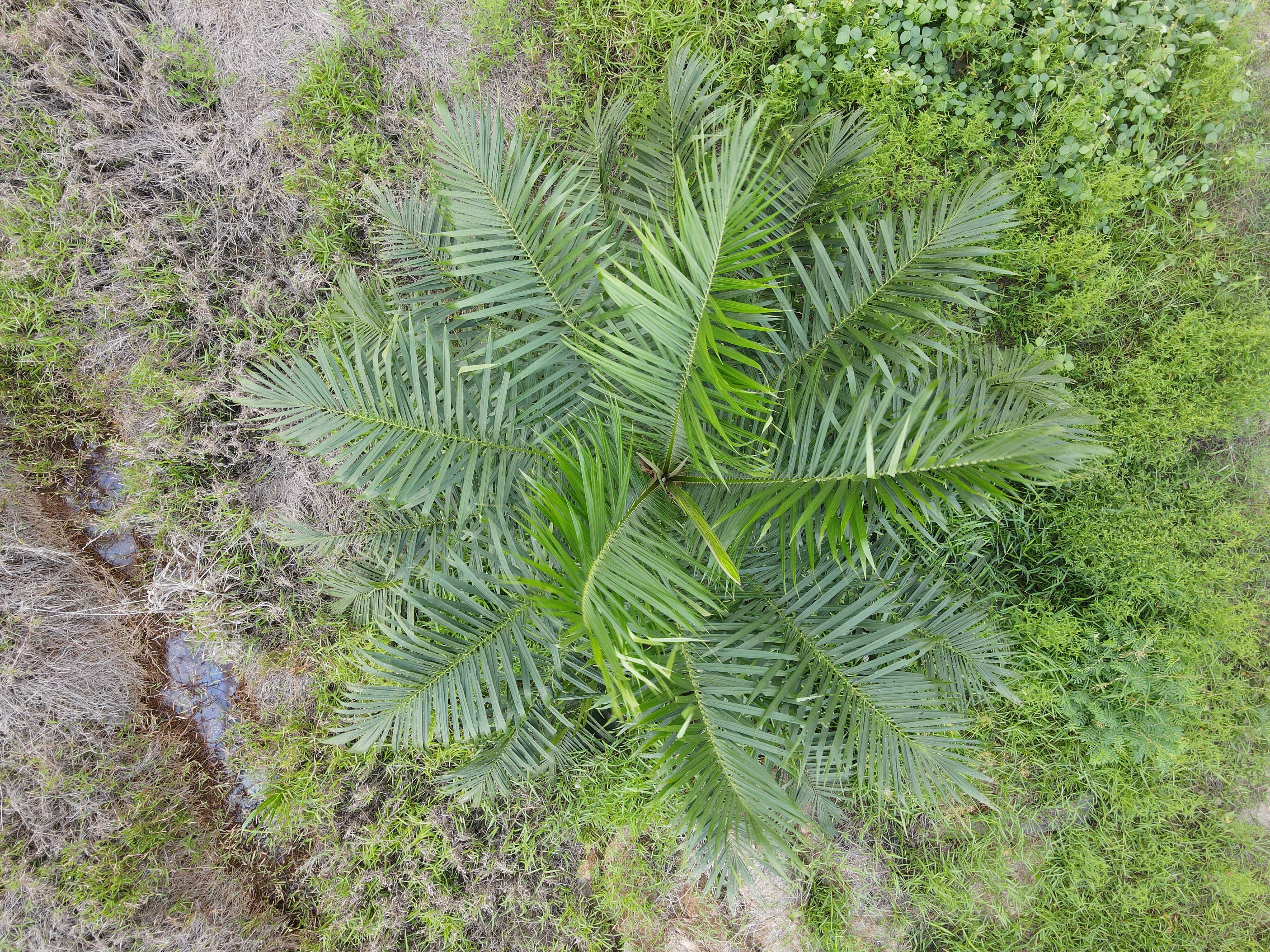 Palm Crown Image