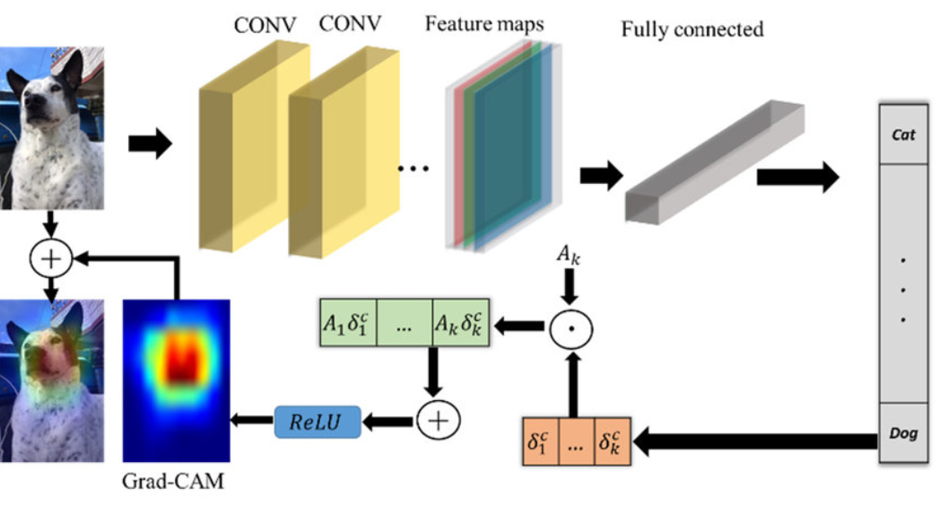 Grad-CAM architecture.