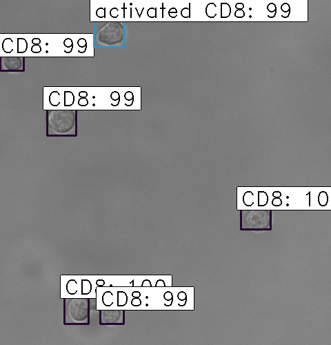 CD8-sample1