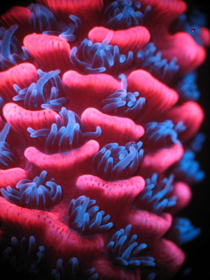 A. millepora under fluorescent microscope