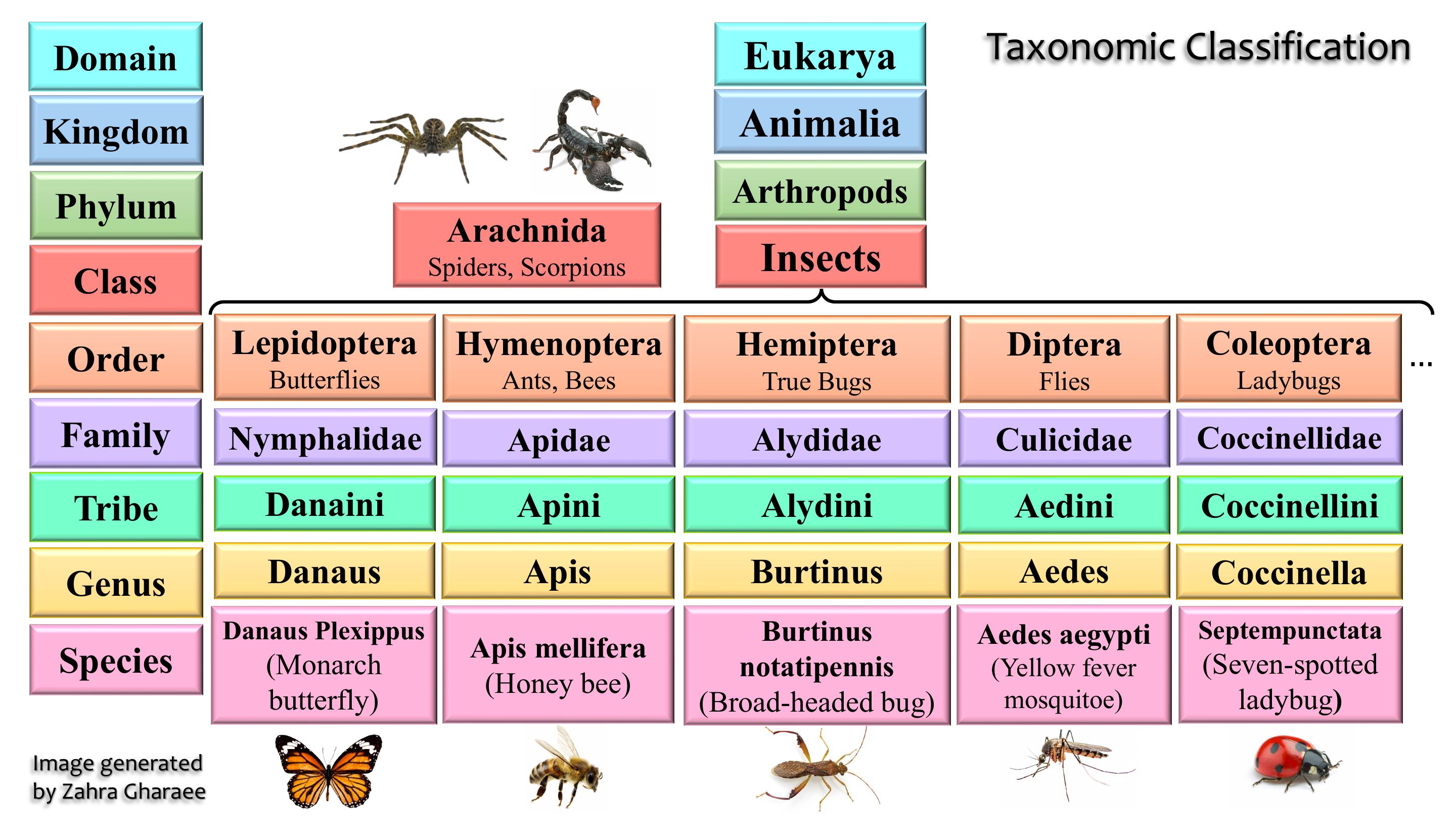 Biological Taxonomy Ranking My Image