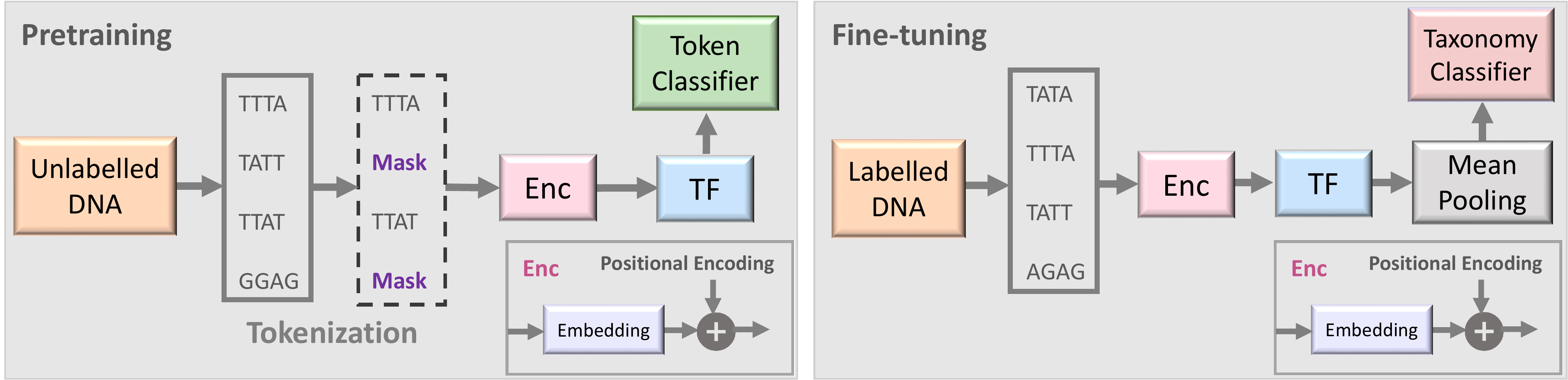 Methodology for BarcodeBERT experiments.