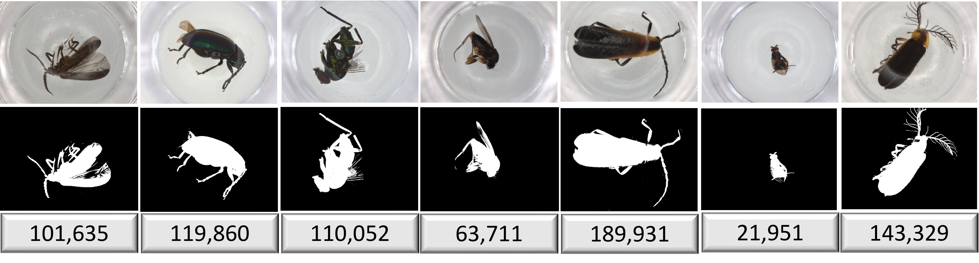 Example pixel masks of the organism.