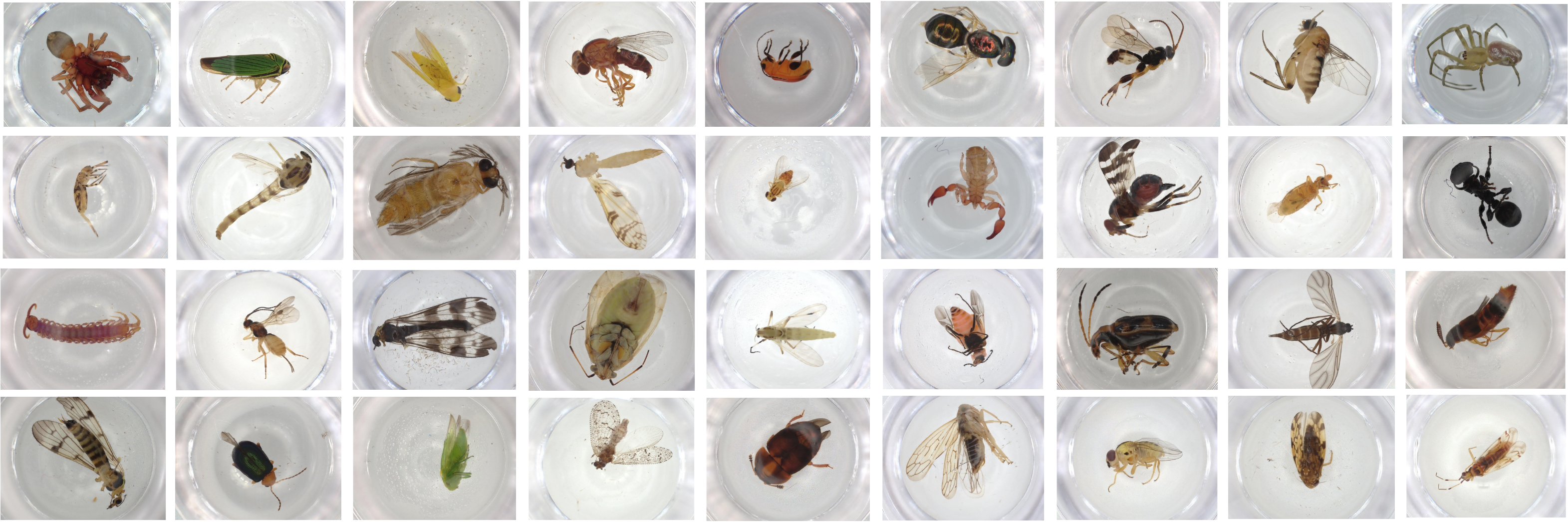 An array of example insect images from the BIOSCAN-5M dataset.