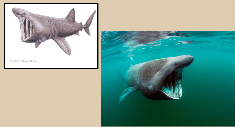 Basking Shark Pictures