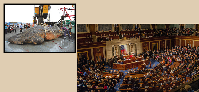 Shark Conservation Act