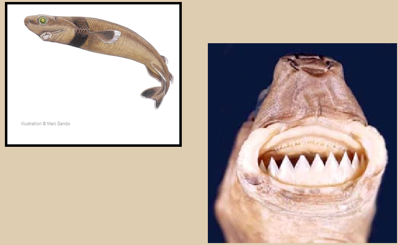 Cookiecutter Shark Pictures