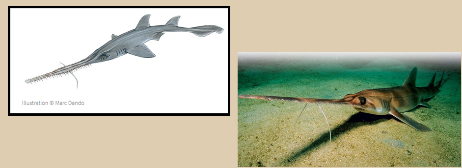 Bahamas Sawshark Pictures