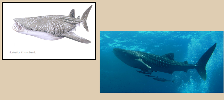 Whale Shark Pictures