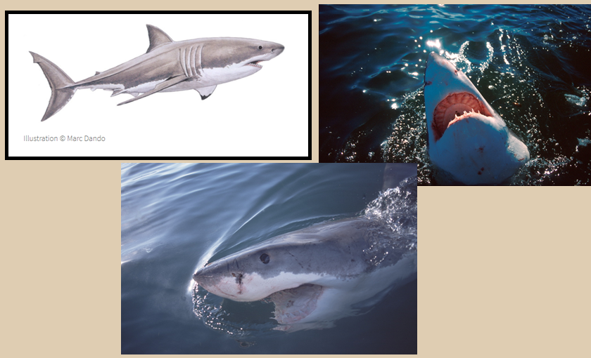 Great White Shark Pictures