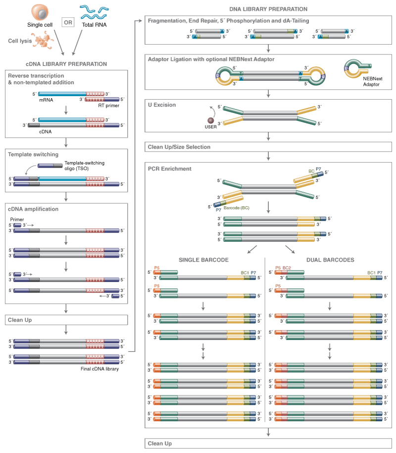 E6420_NEBNextSingleCell_kit_workflow.png