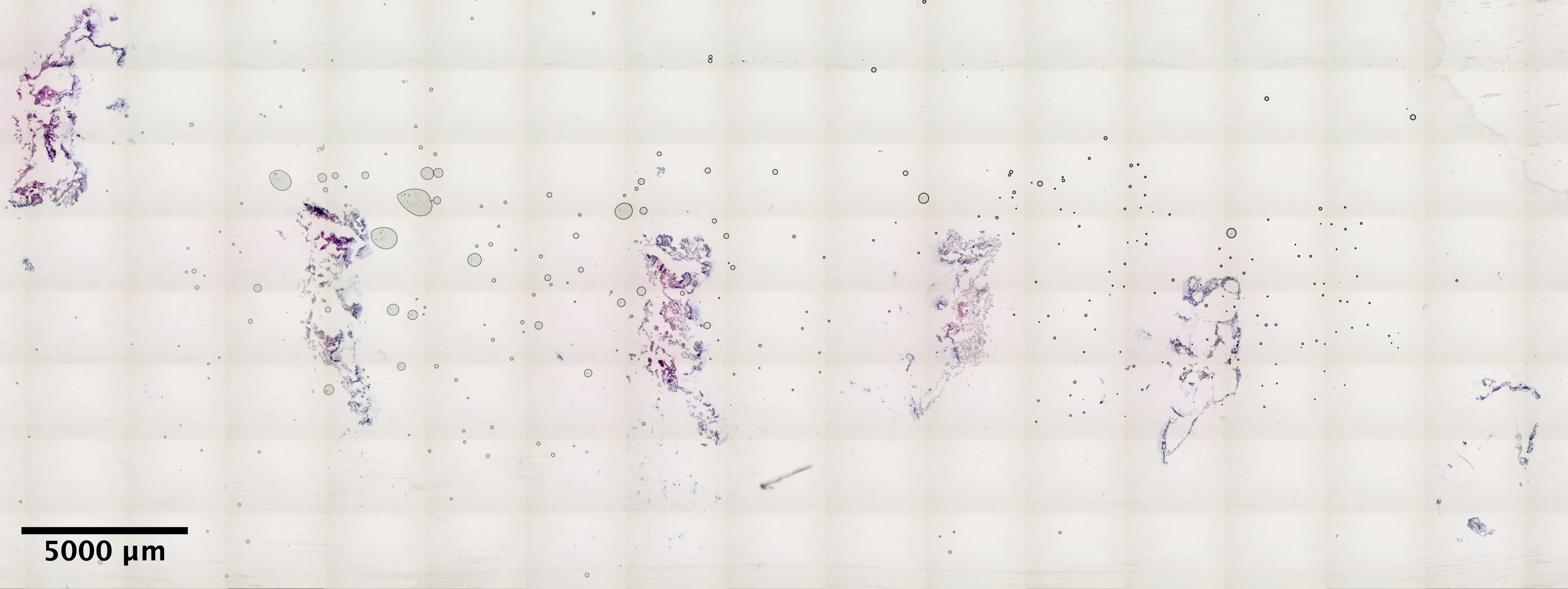 MON_2_1_4x_slideScan