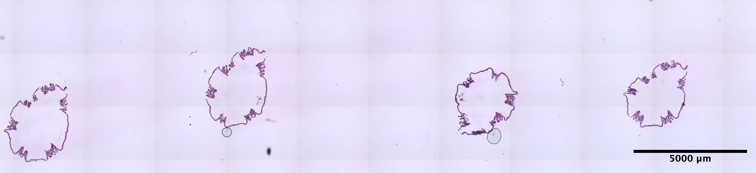 POC_3_2_4x_slideScan_small