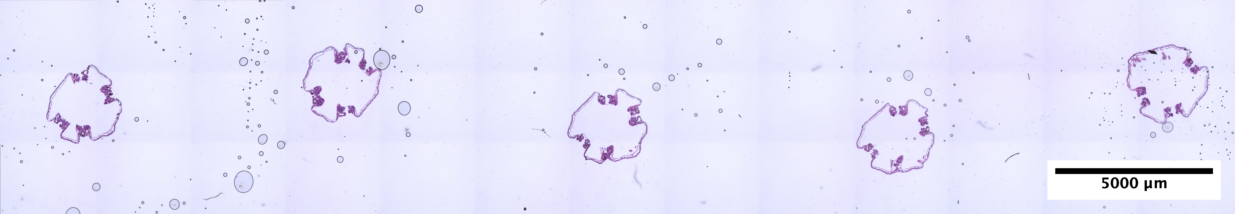 POC_4_2_4x_slideScan