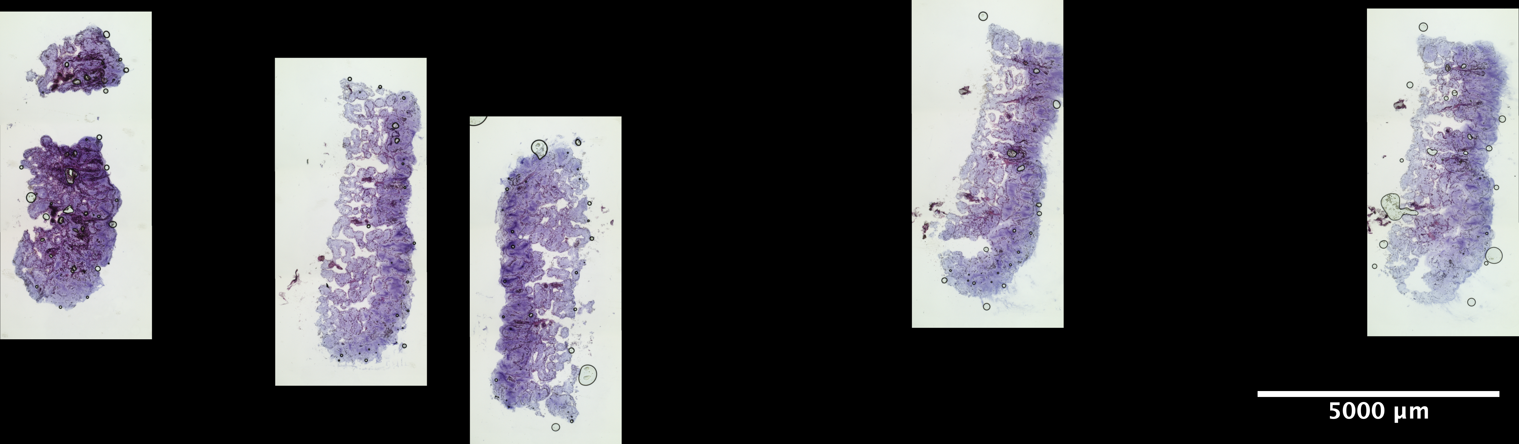 POR_2_2_4X_SlideScan_all_Sep