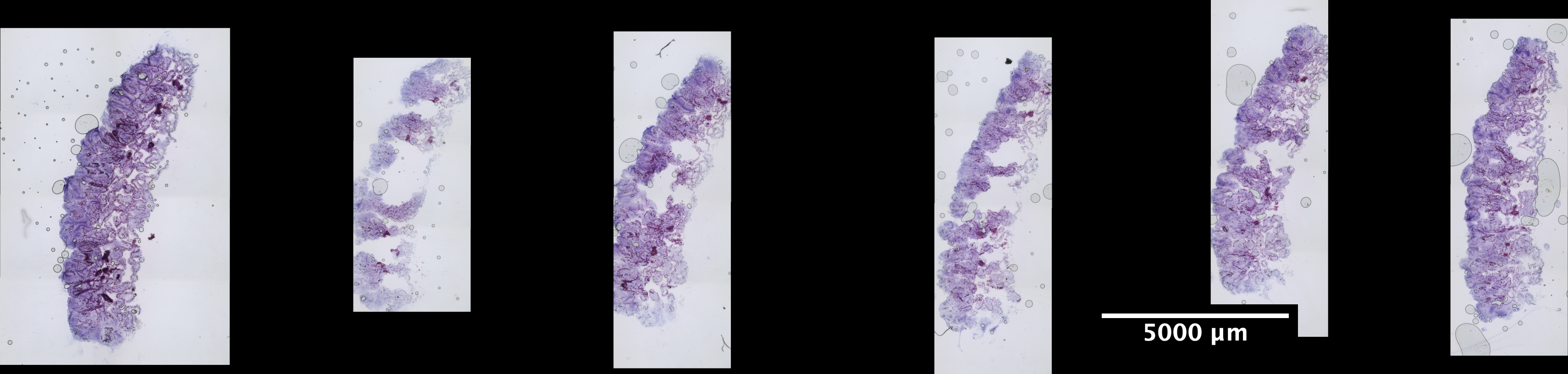 POR_3_2_4x_SlideScan