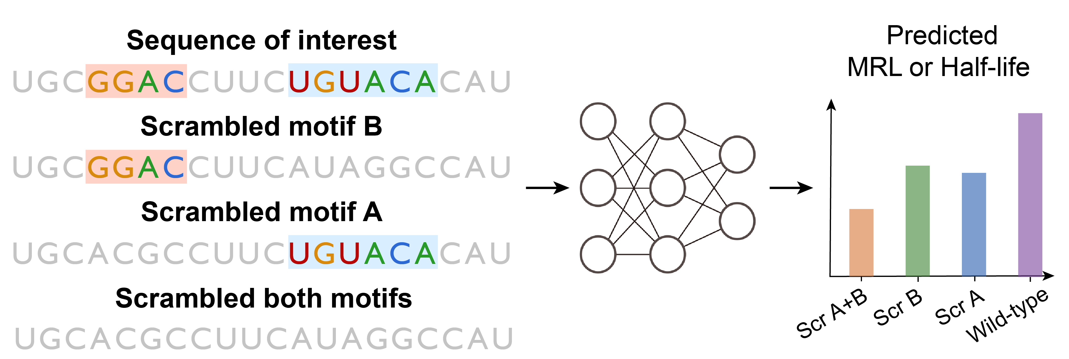 Motif mutagenesis