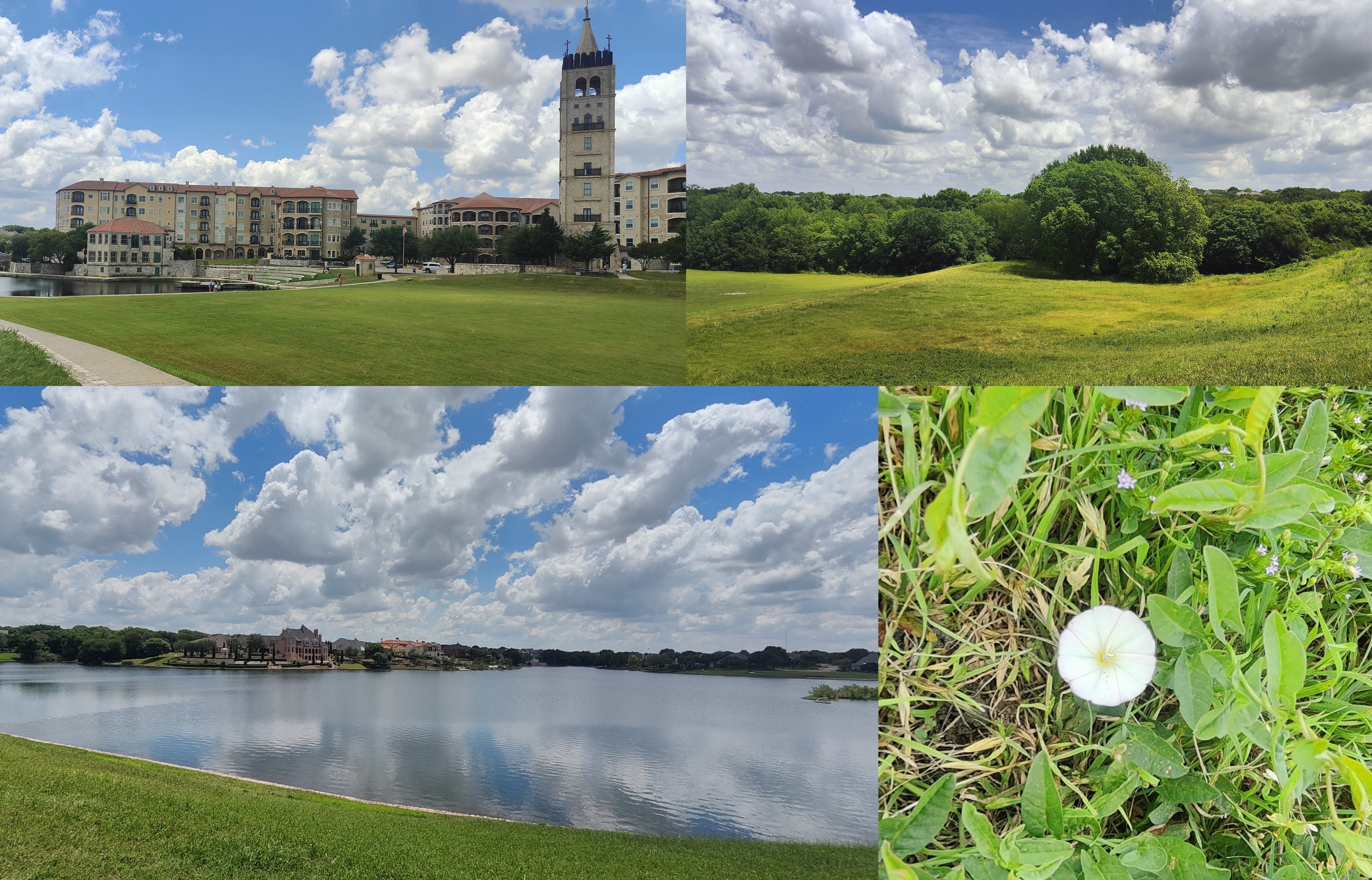 左上:住宅区和钟楼;右上:大草坪;左下:静静的湖水;右下:Wild Morning-glory(Convolvulus 旋花科旋花属) @Adriatica Village