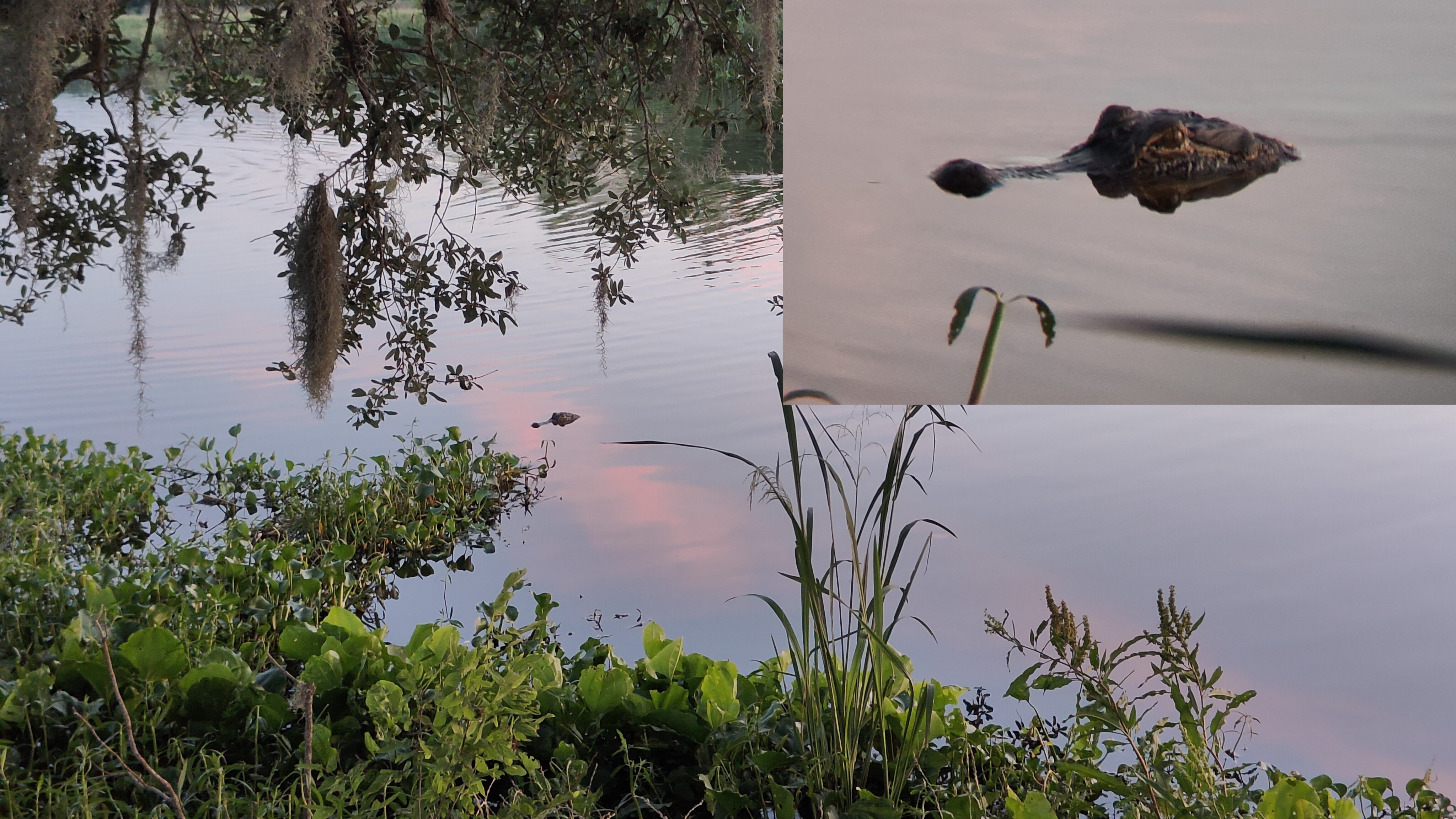 短吻鳄(Alligator) @Brazos Bend State Park. 大图为手机直拍;右上角小图为通过望远镜拍摄