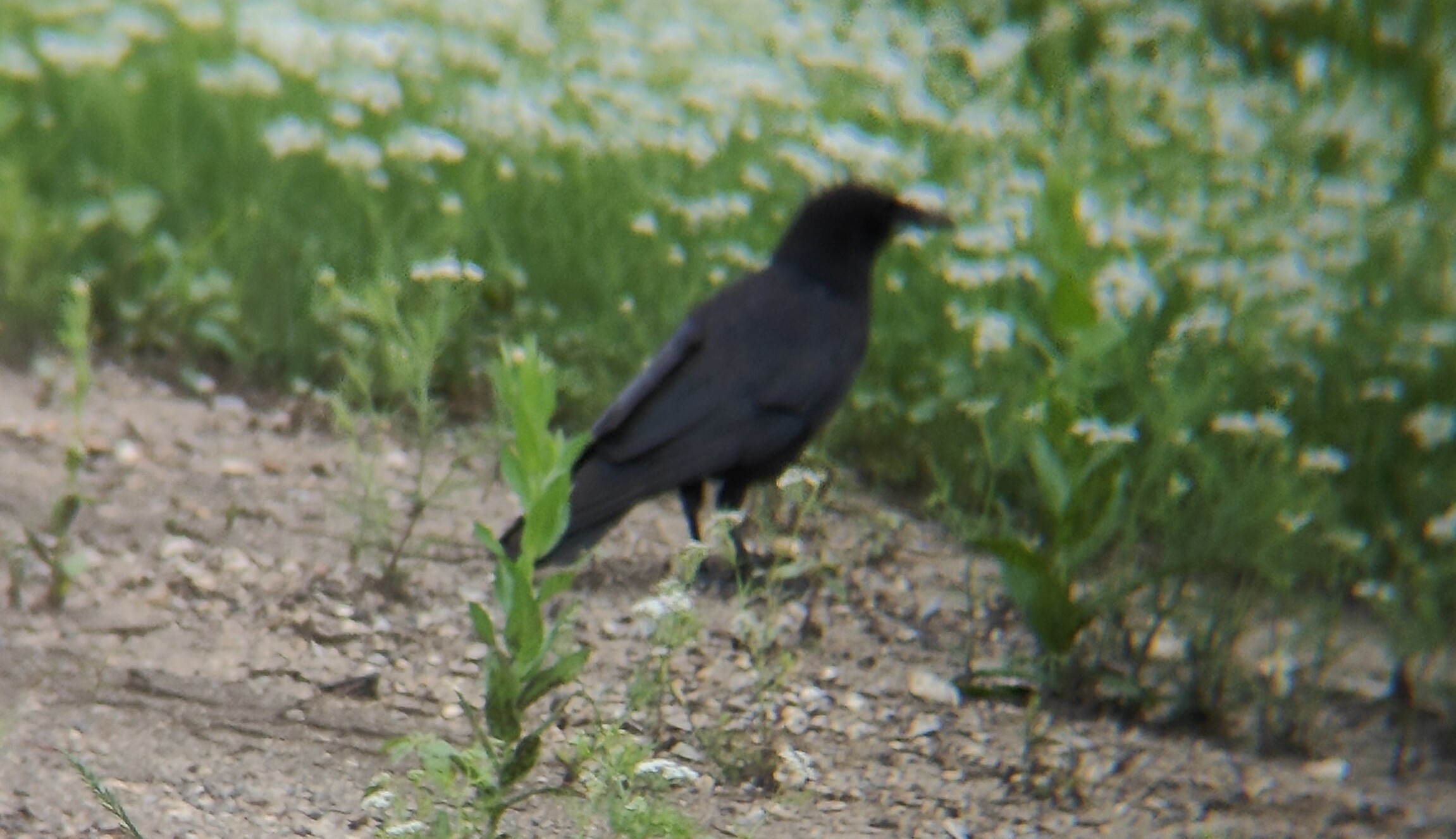 美洲乌鸦(American Crow) @Cedar Hill State Park