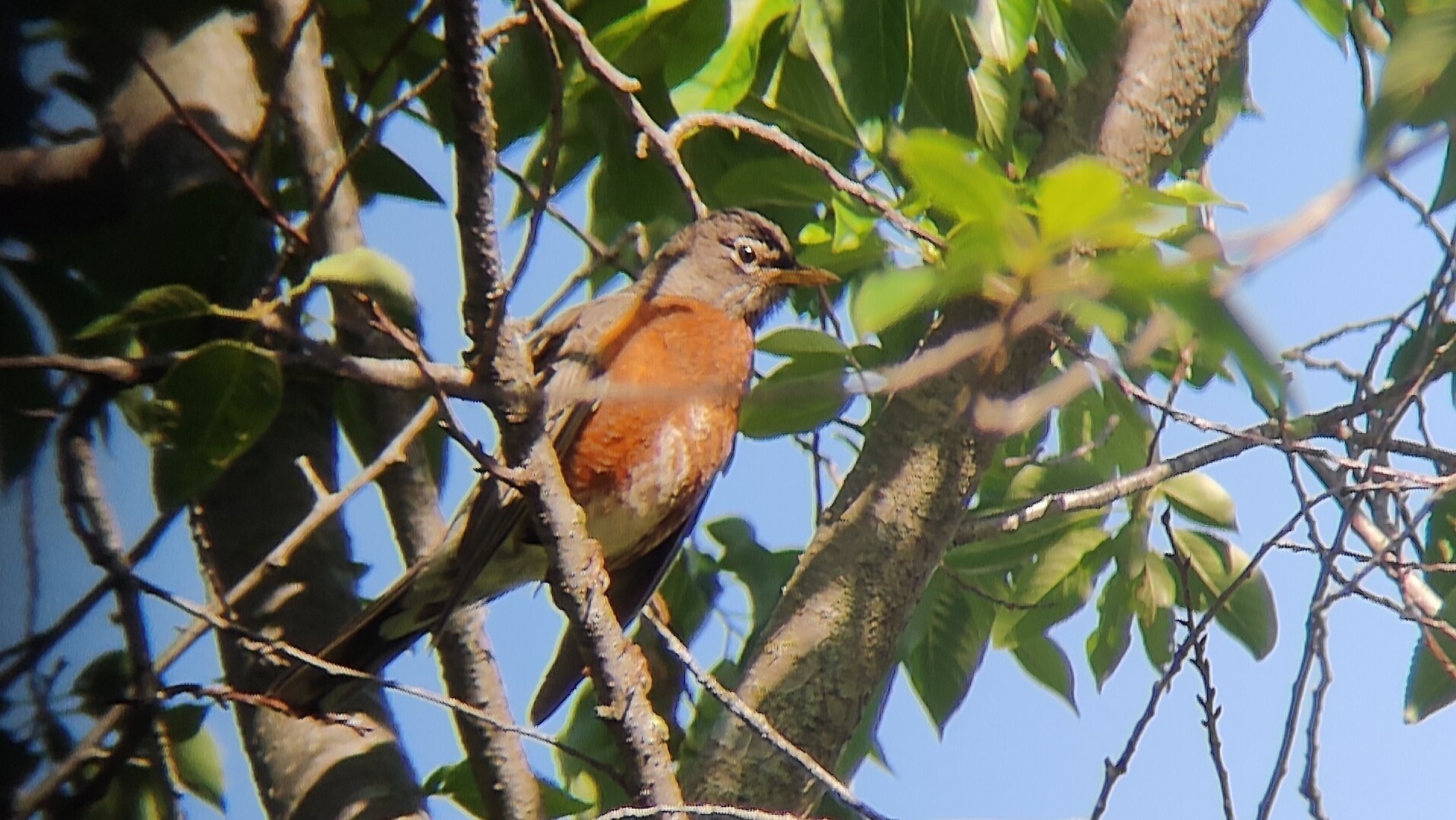 旅鸫(American Robin) @The Dallas Arboretum and Botanical Garden