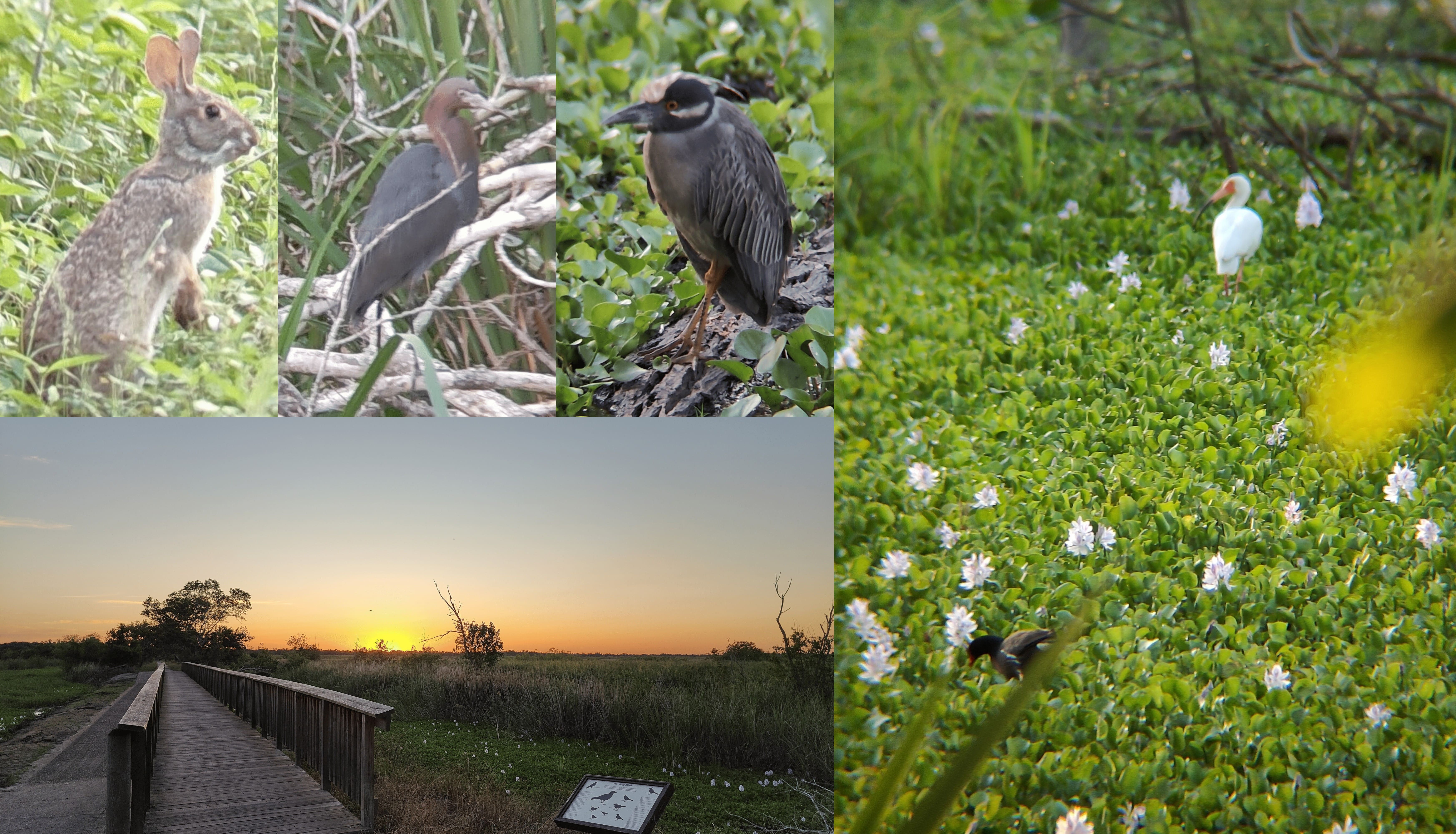 左上左:东部棉尾兔(Eastern Cottontail);左上中:小蓝鹭(Little Blue Heron);左上右:黄冠夜鹭(Yellow-crowned Night Heron);左下:日落;右:美洲黑水鸡(Common Gallinule)和美洲白鹮(American White Ibis) @Brazos Bend State Park