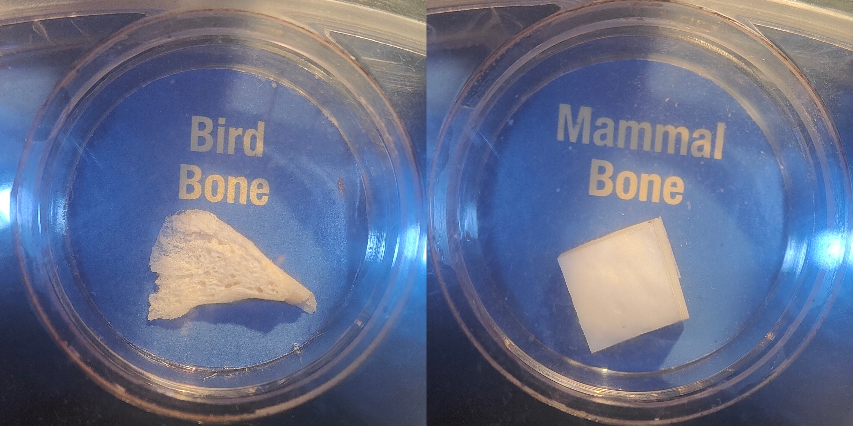 鸟类骨骼与哺乳动物骨骼的对比