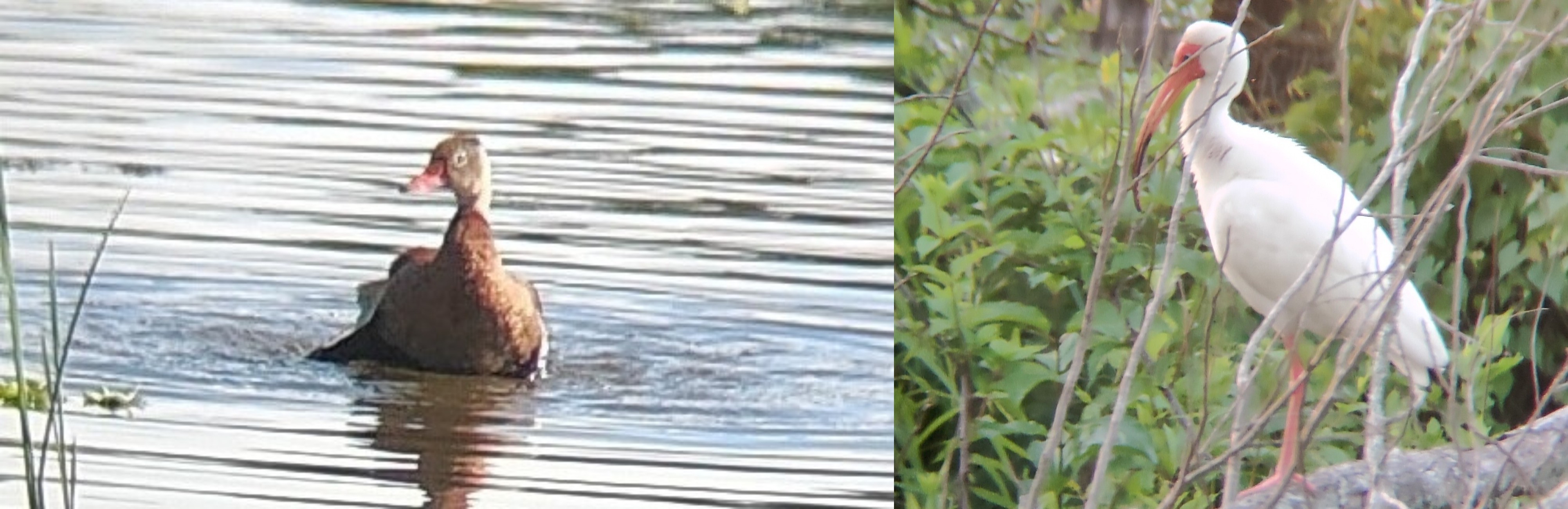 左:黑腹树鸭(Black-bellied Whistling Duck);右:美洲白鹮(American White Ibis) @Brazos Bend State Park