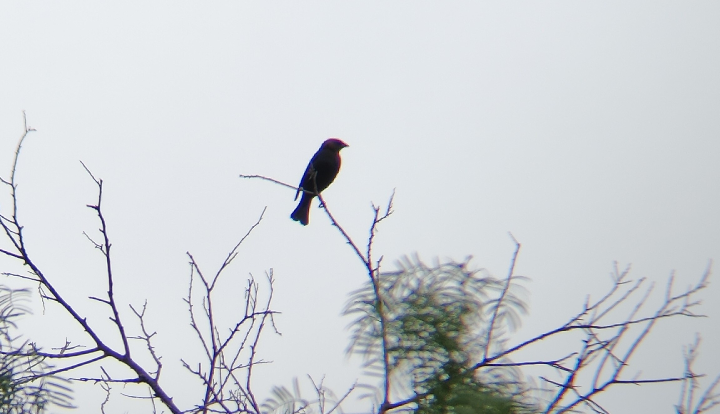 褐头牛鹂(Brown-headed Cowbird) @Cedar Hill State Park