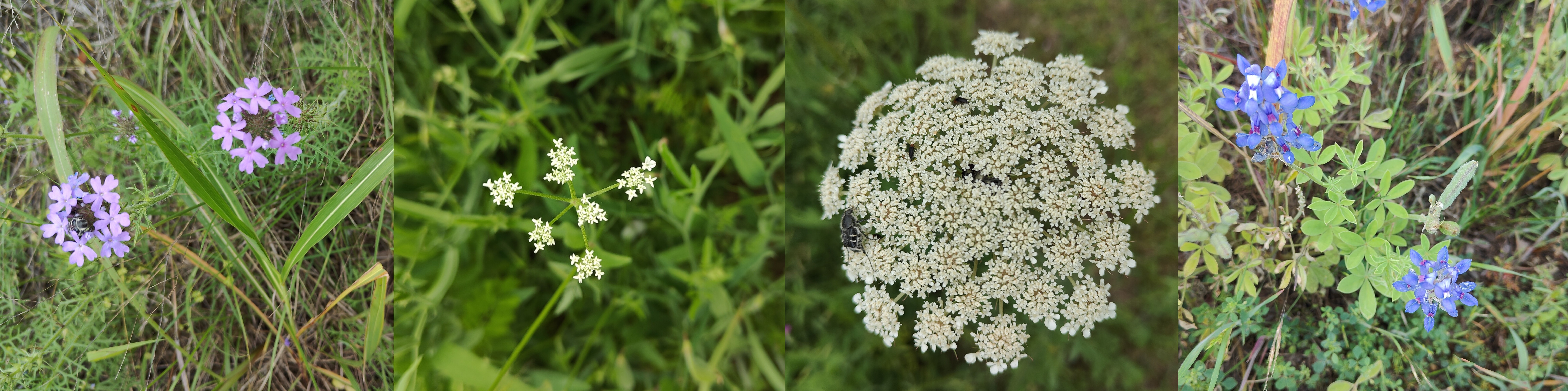 左起:Dakota Mock Vervain(Verbena 马鞭草科马鞭草属)、Hedge Parsley(Torilis 伞形科窃衣属)、Queen Anne’s Lace(Daucus 伞形科胡萝卜属)、Texas Bluebonnet(Lupinus 豆科羽扇豆属) @Cedar Hill State Park