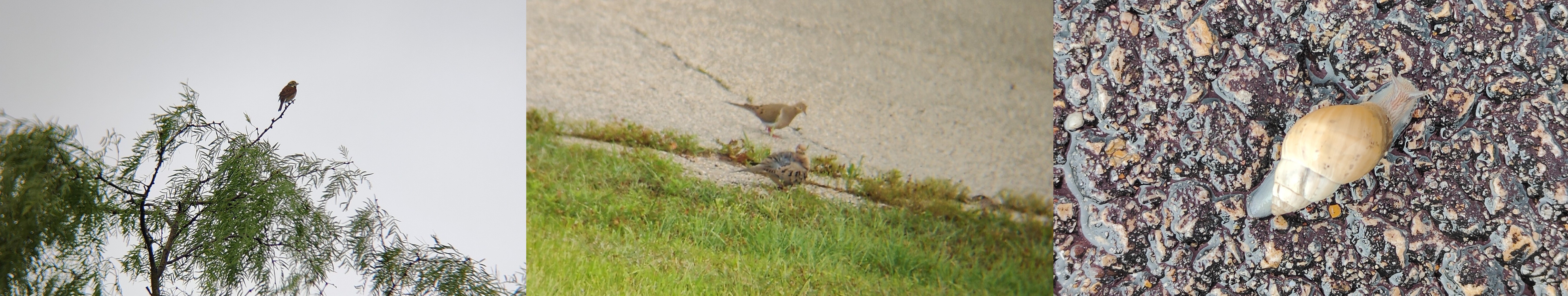 左:美洲雀(Dickcissel);中:哀鸽(Mourning Dove);右:一只蜗牛 @Cedar Hill State Park