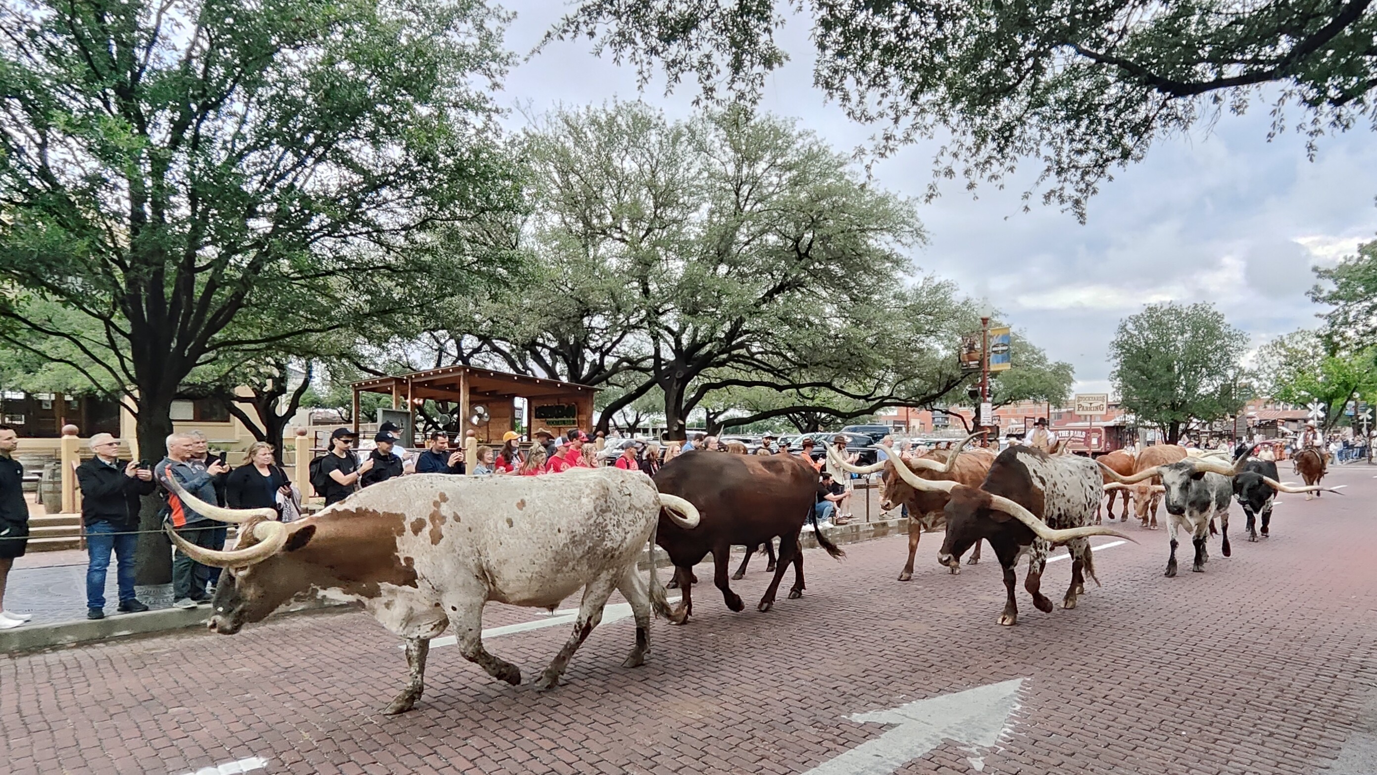 Stockyards 的长角牛游行活动