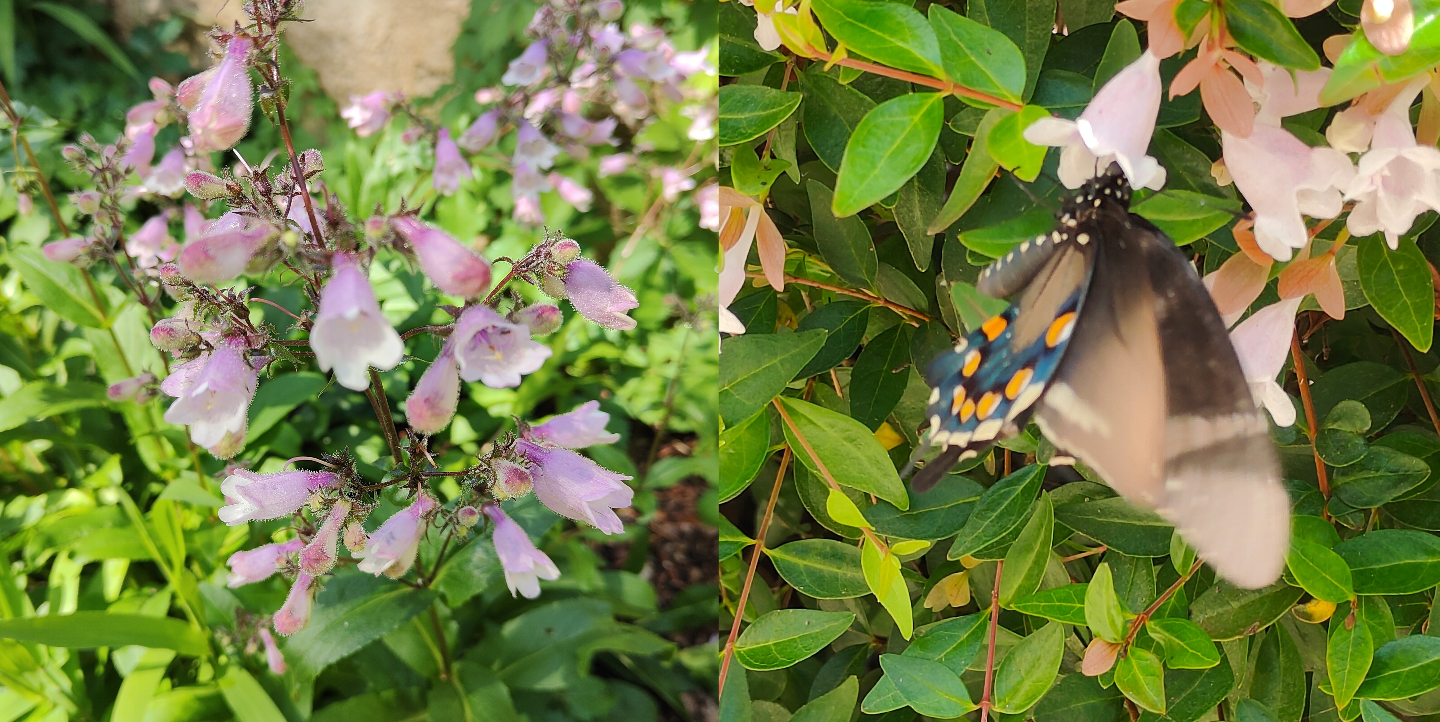 左:Foxglove Beardtongue(Penstemon 车前科钓钟柳属);右:蓝彩贝凤蝶(Battus philenor) @The Dallas Arboretum and Botanical Garden