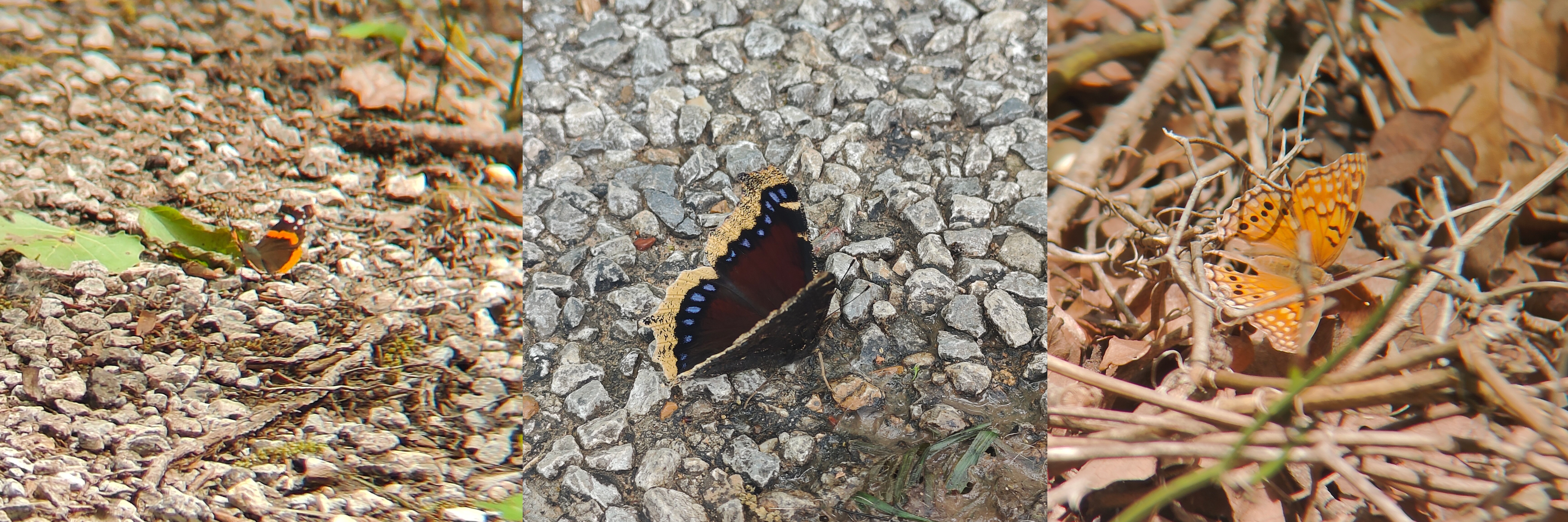 左:优红蛱蝶(Vanessa atalanta);中:黄缘蛱蝶(Nymphalis antiopa);右:星纹蛱蝶(Asterocampa clyton) @Fort Worth Nature Center & Refuge