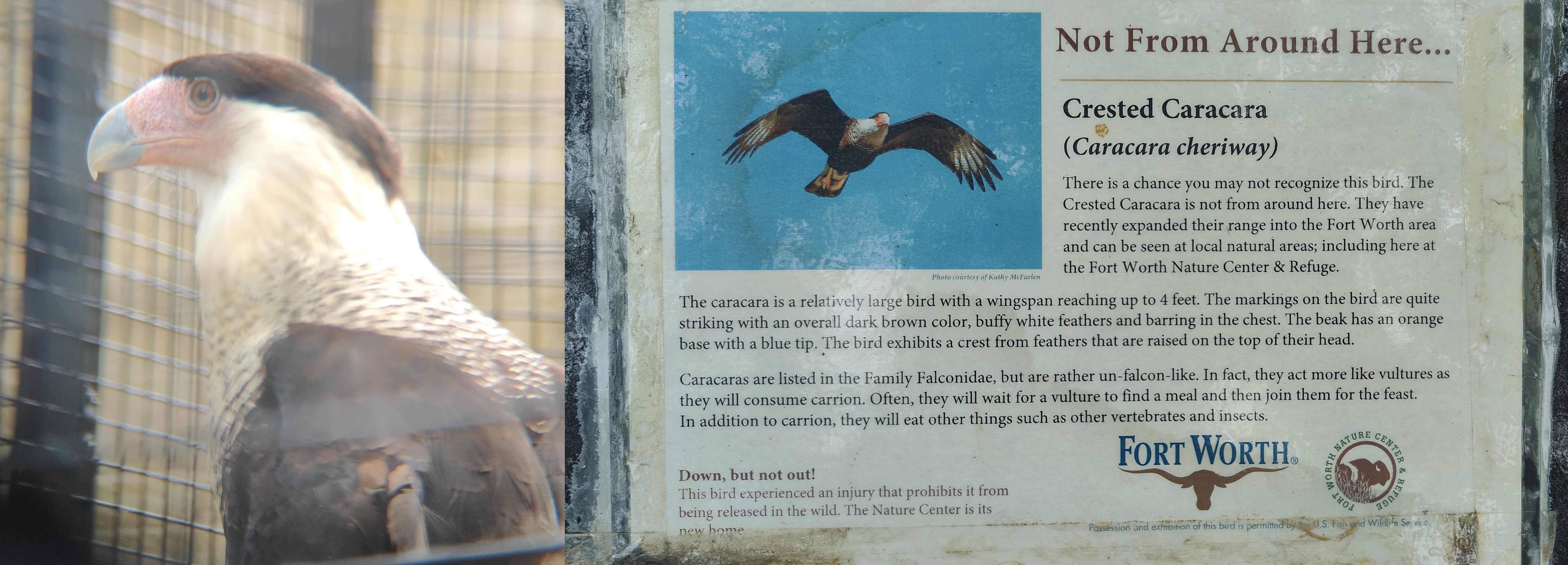 凤头巨隼(Crested Caracara) @Fort Worth Nature Center & Refuge