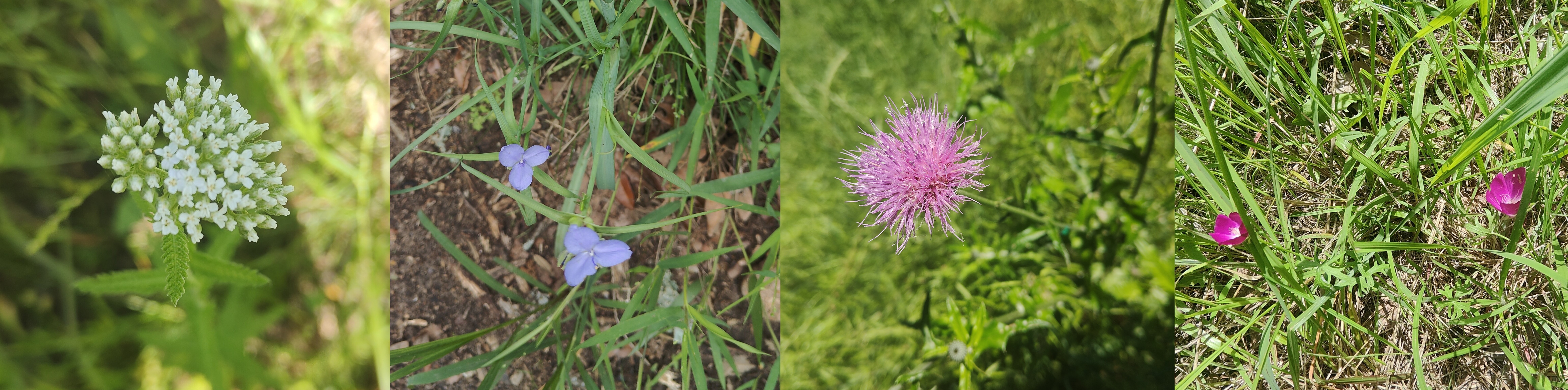 左起:Common Yarrow(Achillea 菊科蓍属)、Smooth Spiderwort(Tradescantia 鸭跖草科紫露草属)、Texas Purple Thistle(Cirsium 菊科蓟属)、Winecup(Callirhoe 锦葵科罂粟葵属) @Fort Worth Nature Center & Refuge