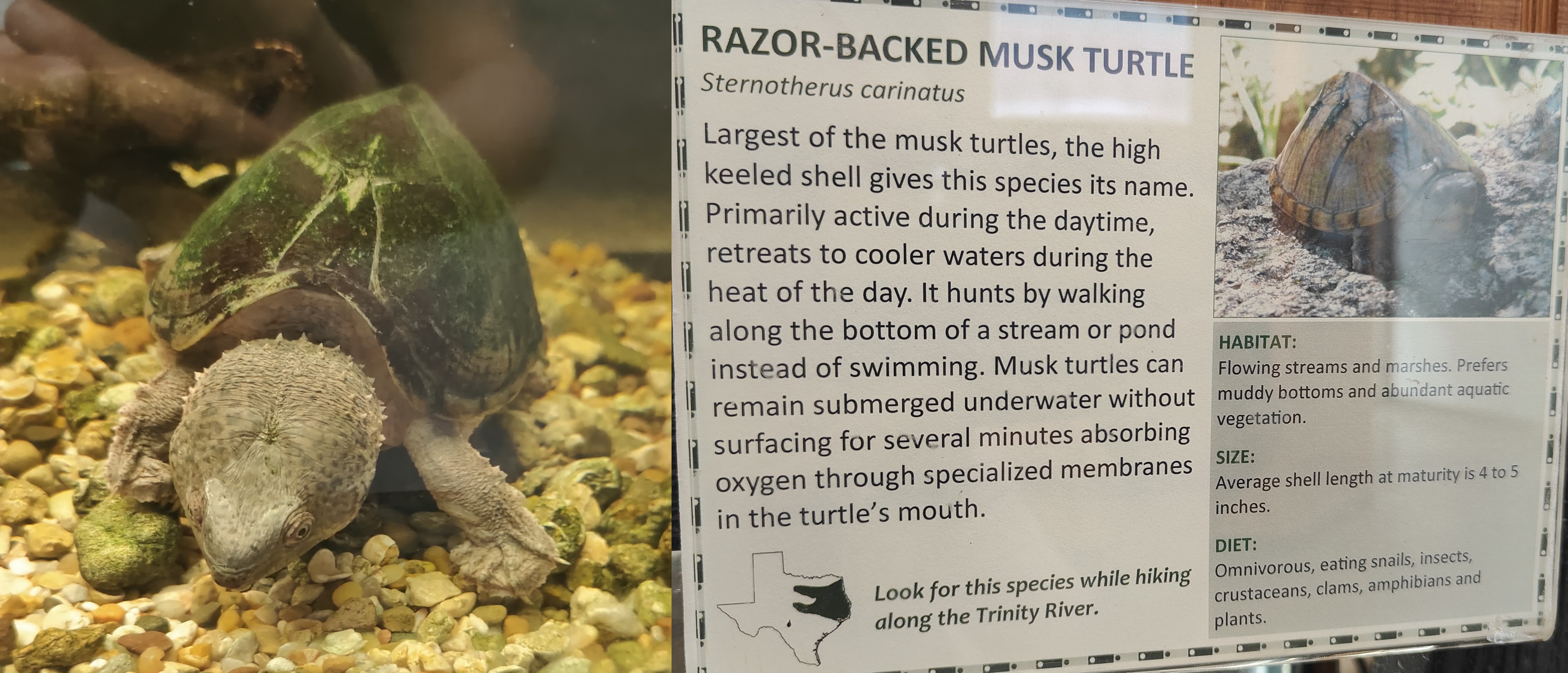屋顶麝香龟(Razor-backed Musk Turtle) @Robert E. Hardwicke Interpretive Center